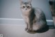 A gray and white cat sitting on the floor next to a laptop.